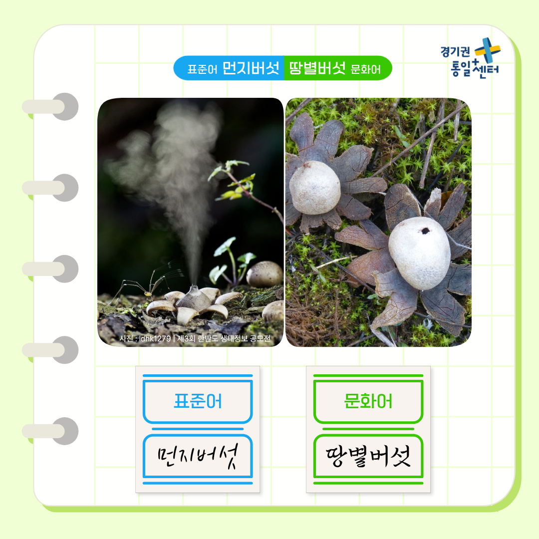 너의이름은4월식물6